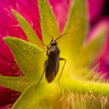 Common Nettle Flower Bug