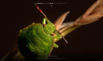 Green shield bug