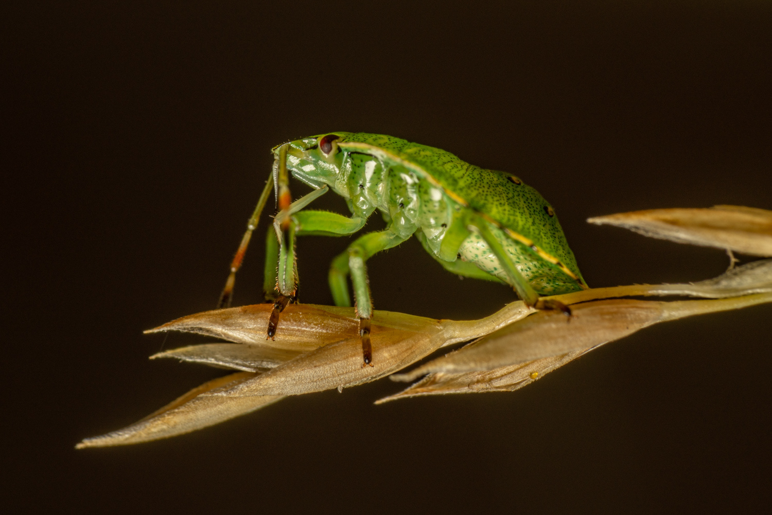 Green shield bug