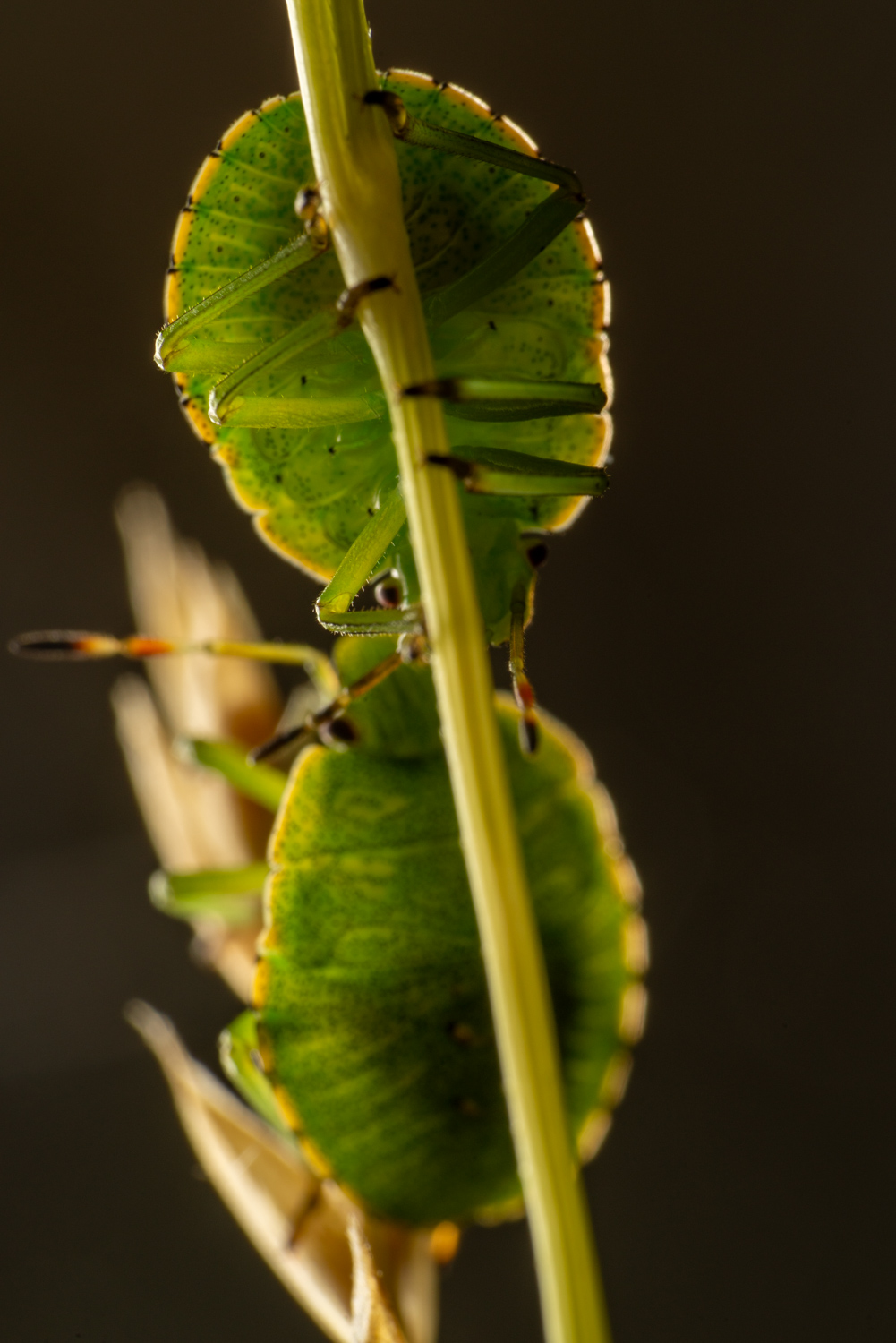 Green shield bug