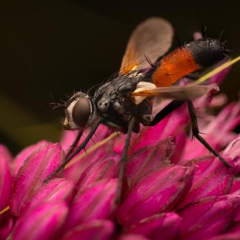 Cylindromyia brassicaria