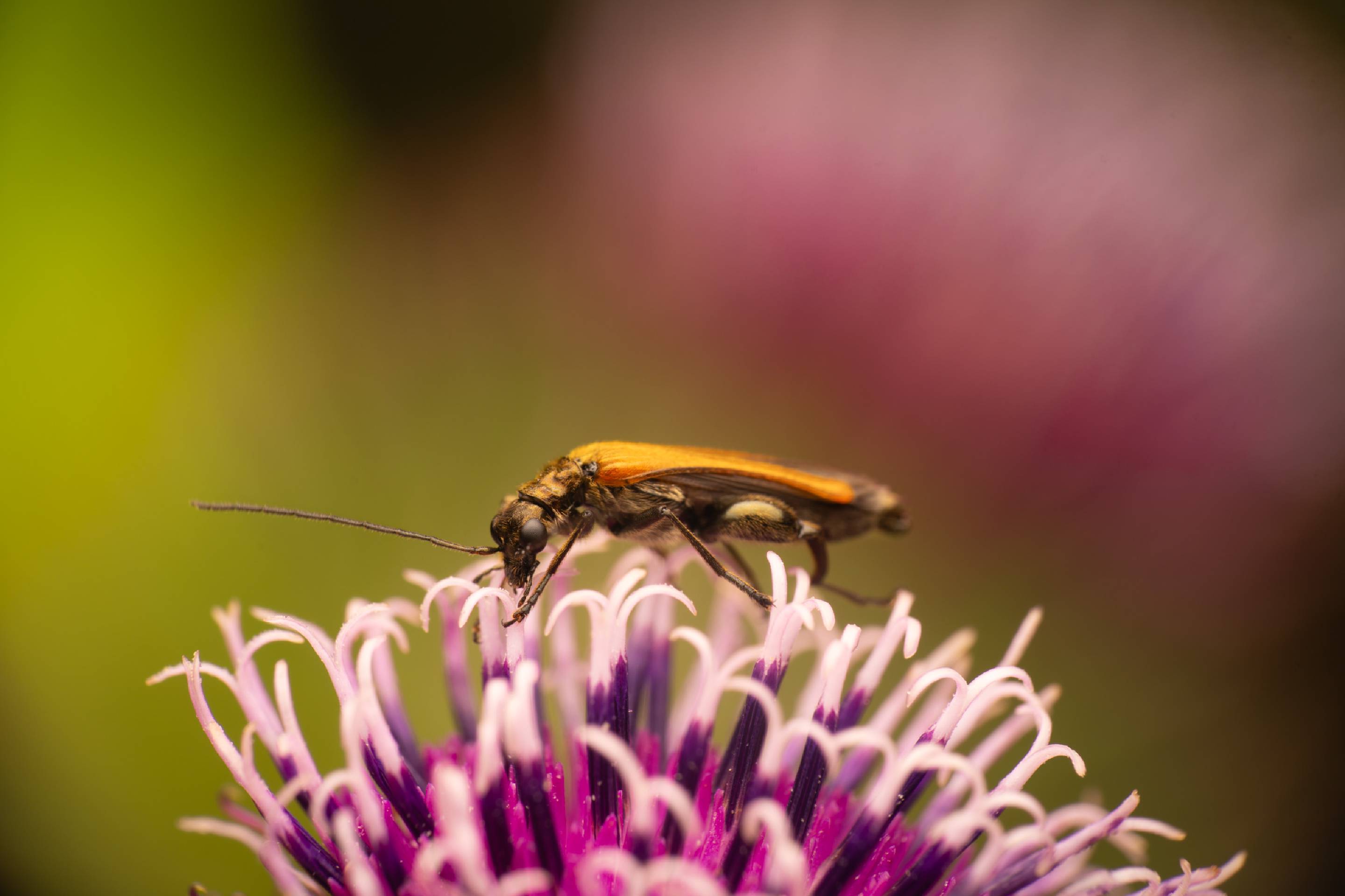 Oedemera femorata