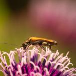 Oedemera femorata