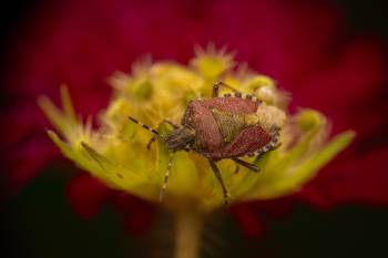 Sloe Bug | Sloe Bug