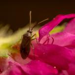 Common Nettle Flower Bug