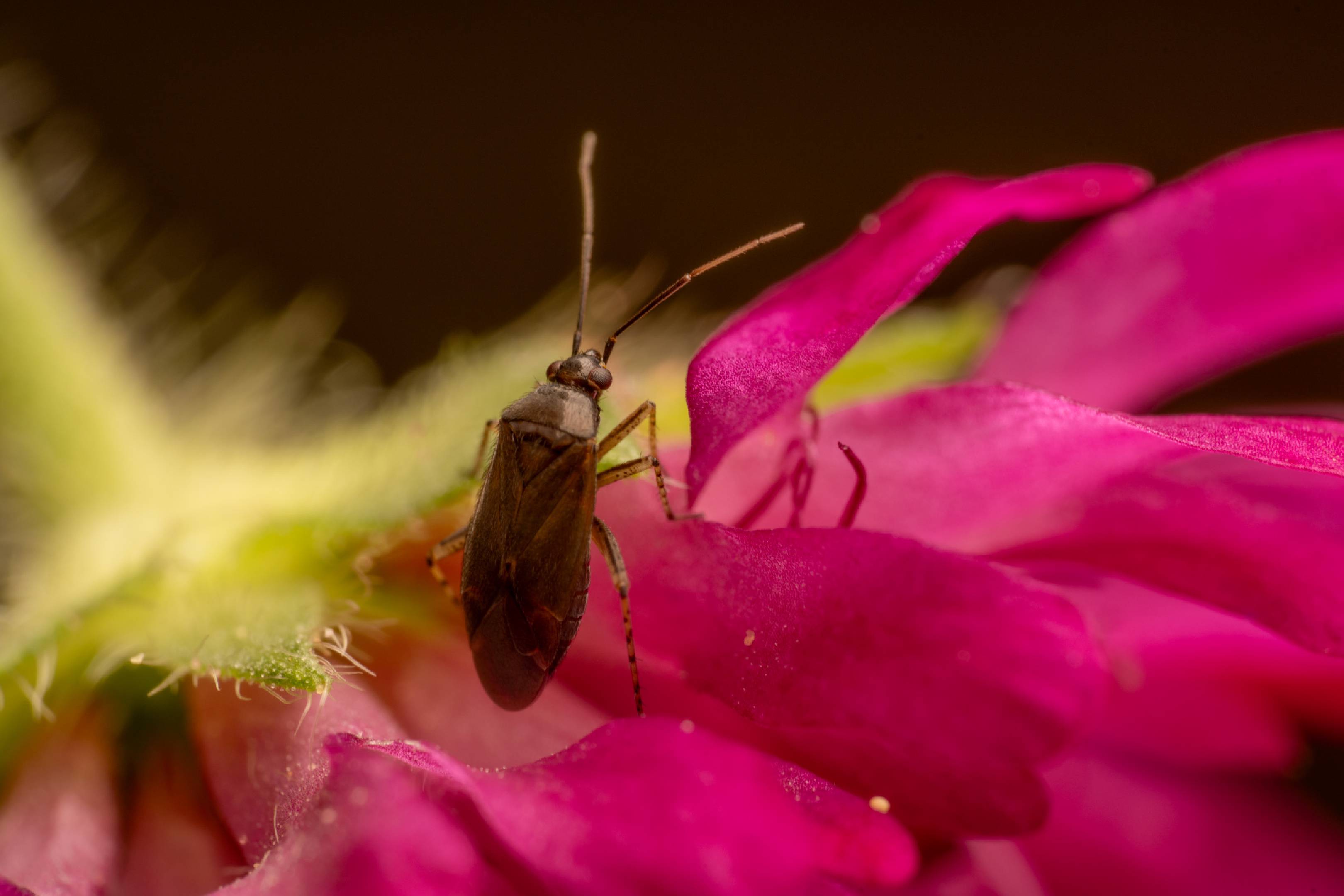 Common Nettle Flower Bug