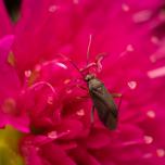 Common Nettle Flower Bug