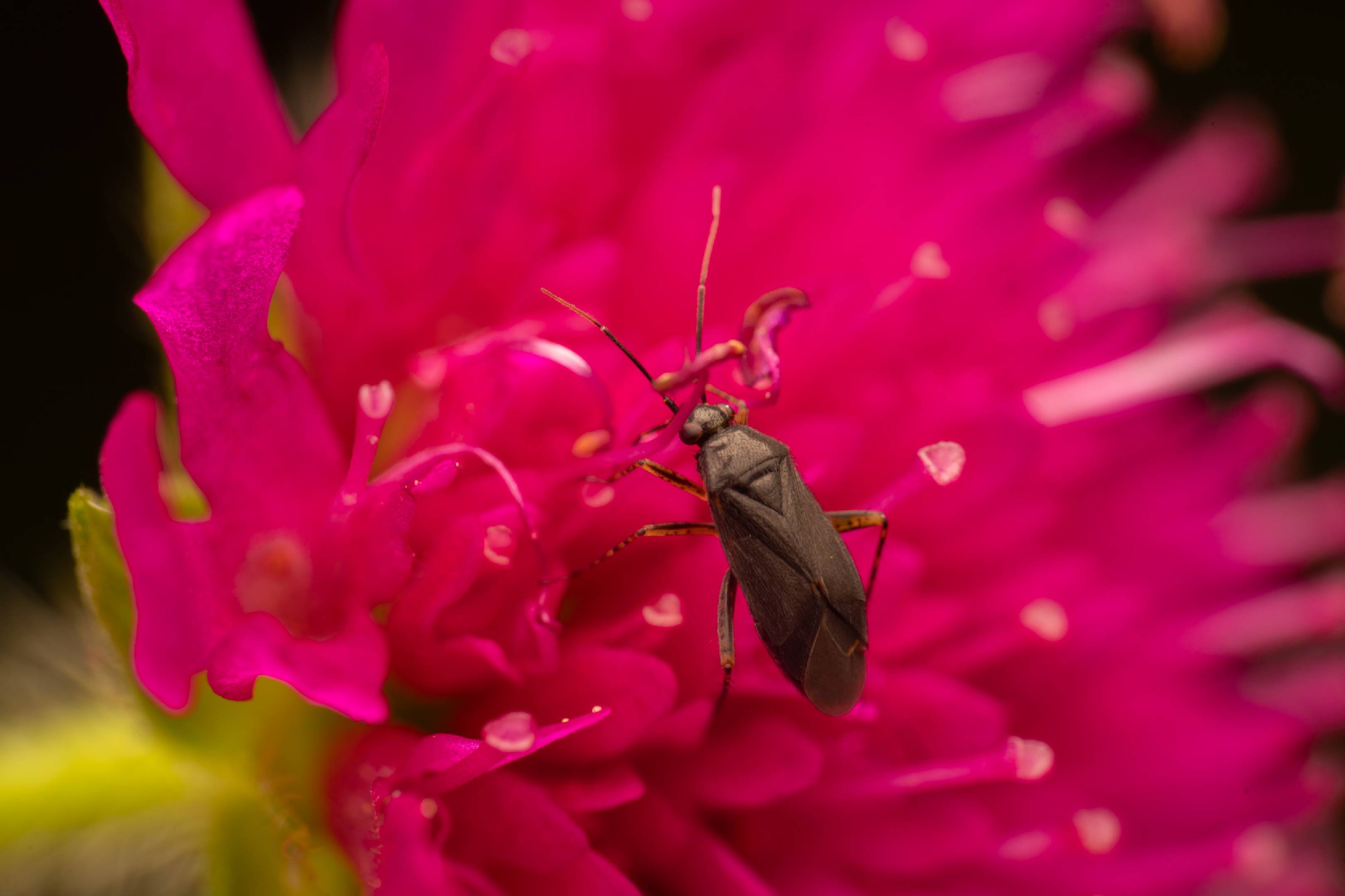 Common Nettle Flower Bug