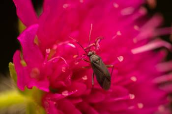 Common Nettle Flower Bug