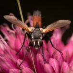 Cylindromyia brassicaria