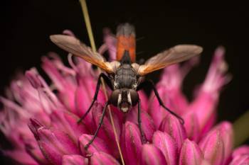 Cylindromyia brassicaria