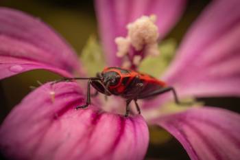 European Firebug | European Firebug