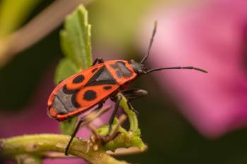 European Firebug | European Firebug