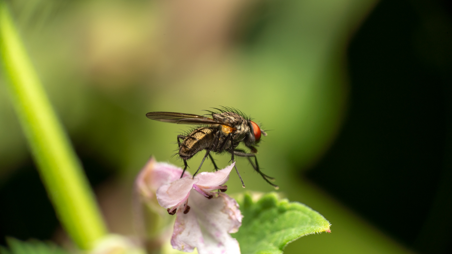 Little house fly