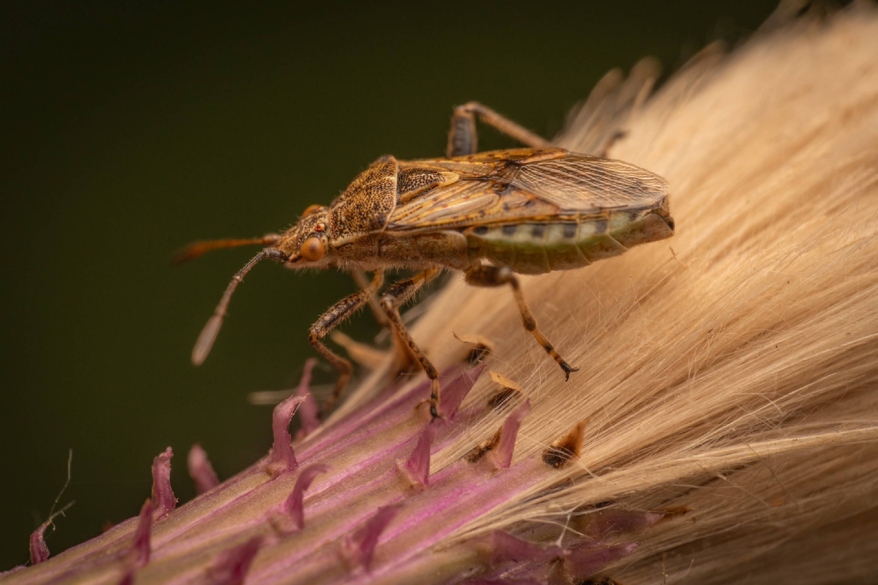 banded rhopalid