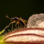 Common Nettle Flower Bug