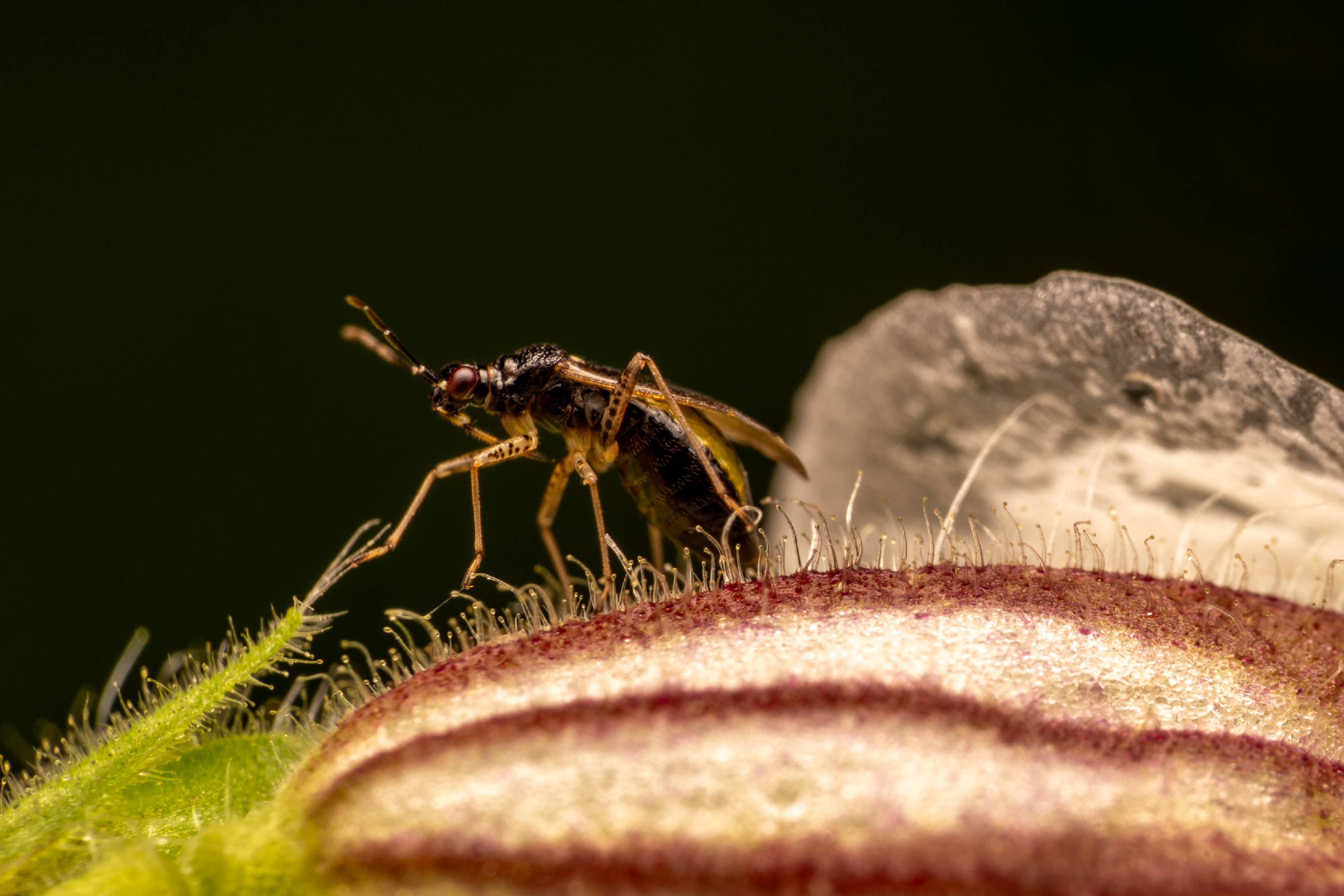 Common Nettle Flower Bug