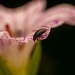 Common Pollen Beetle