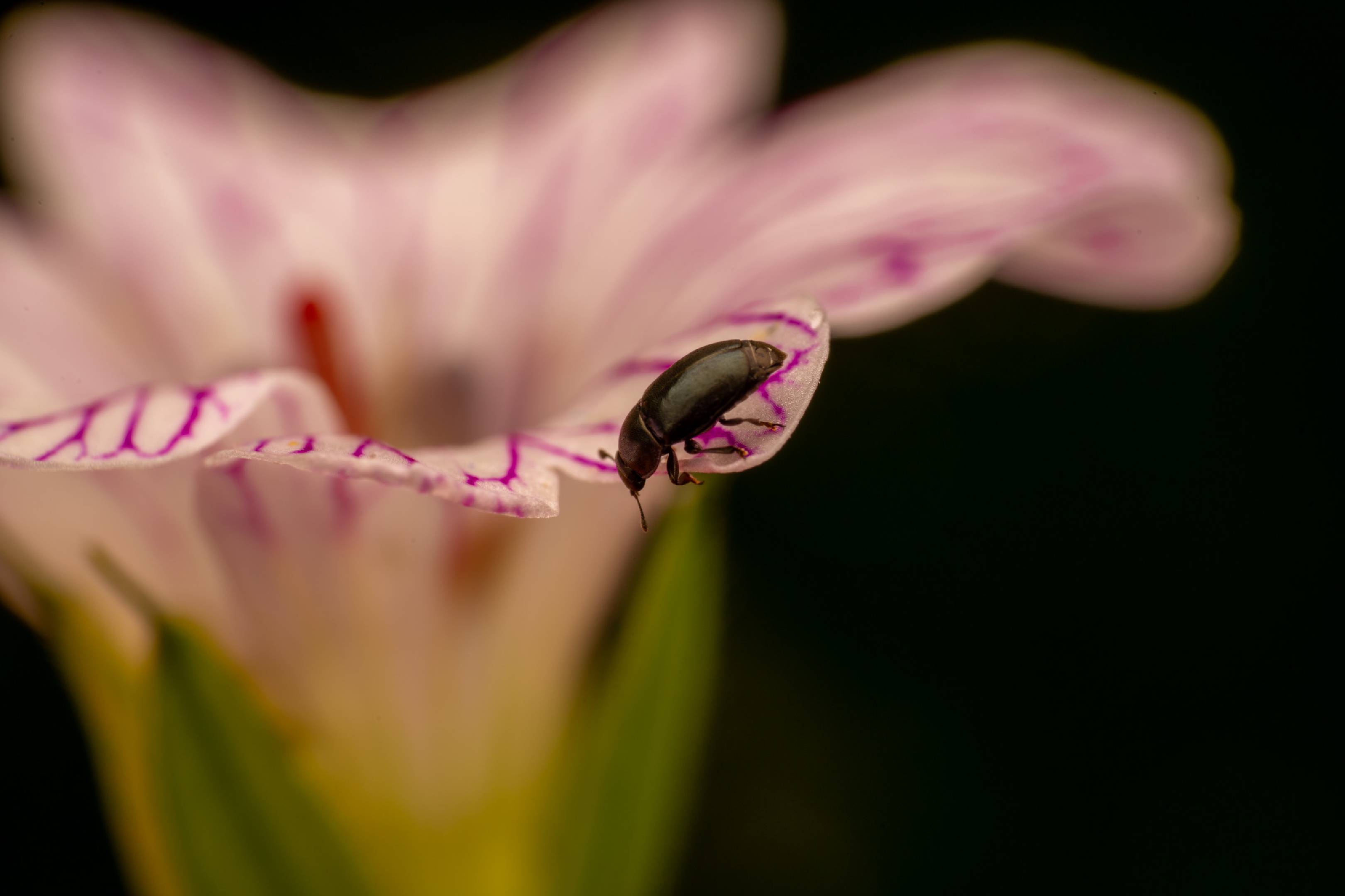 Common Pollen Beetle