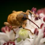 acorn weevil