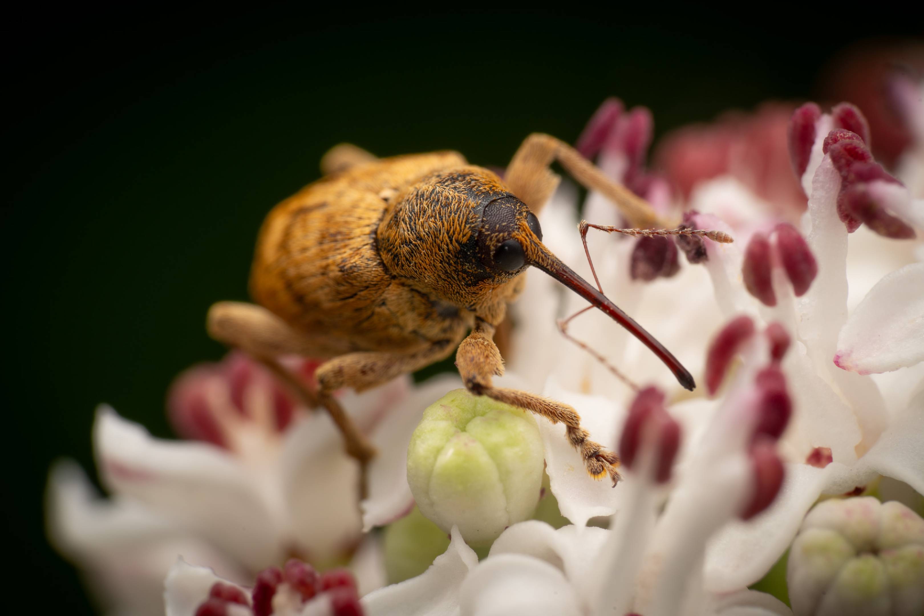 acorn weevil