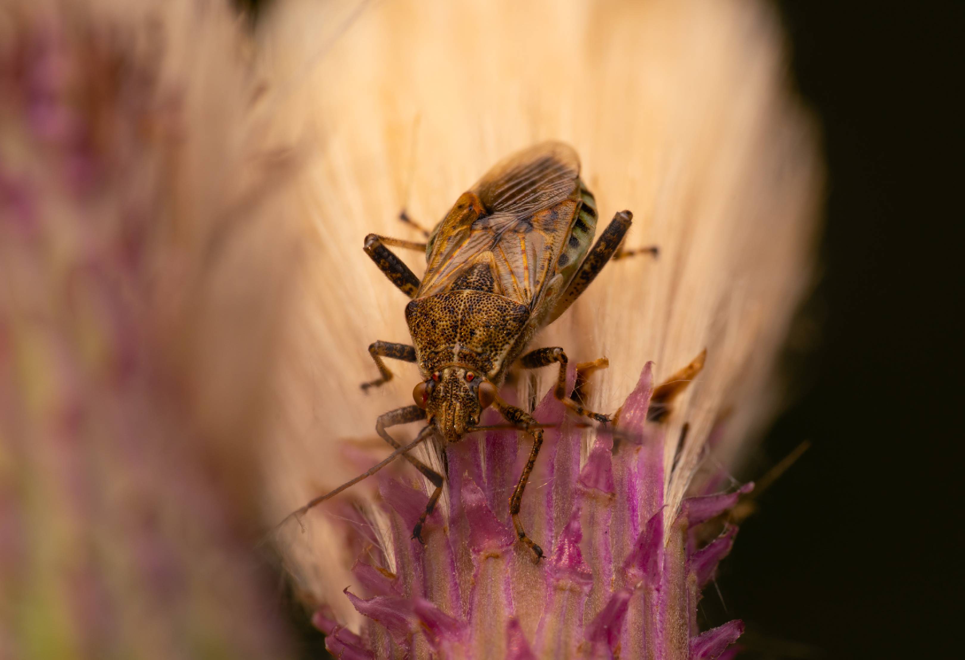 banded rhopalid