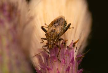 banded rhopalid | banded rhopalid