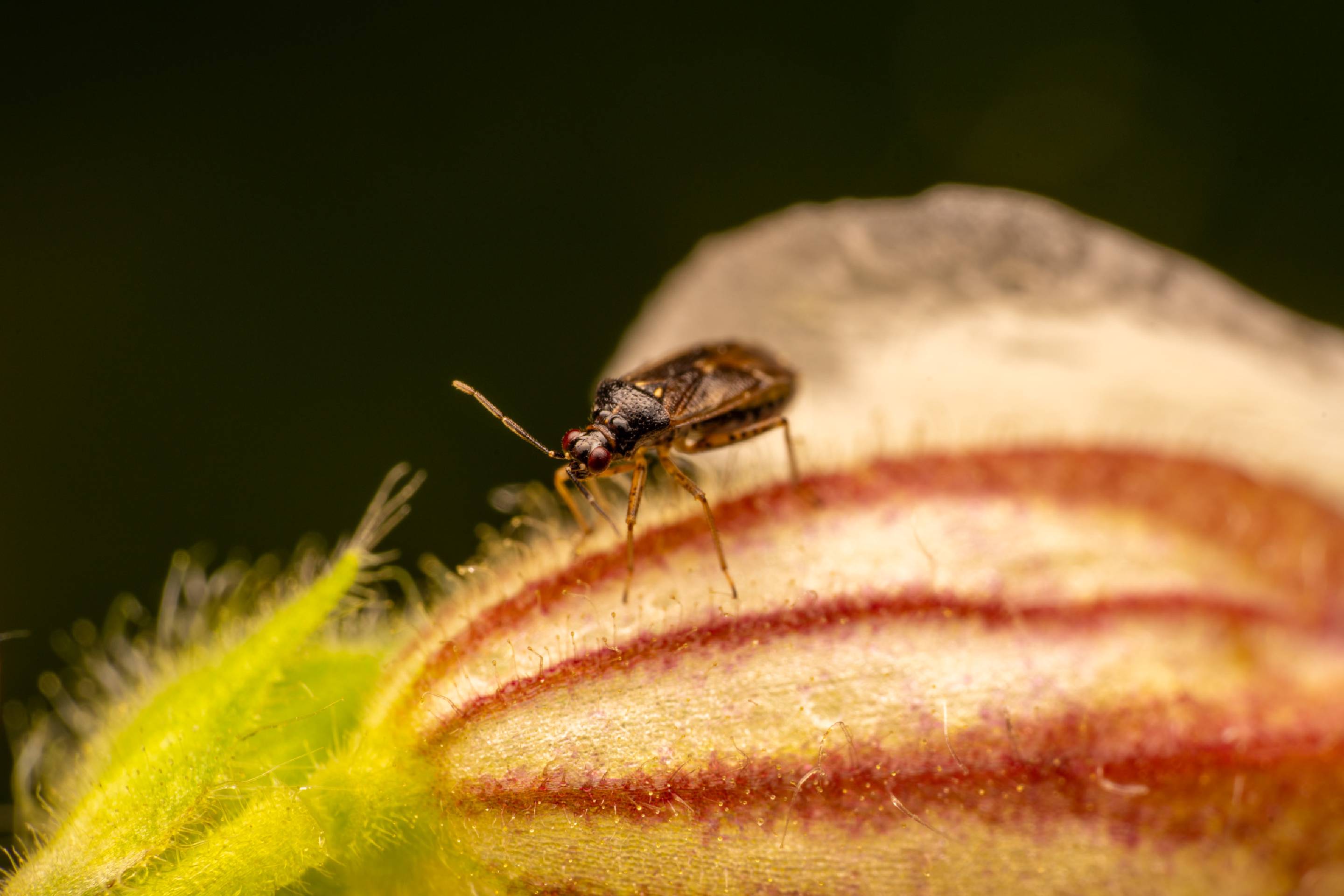 Common Nettle Flower Bug