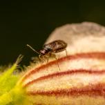 Common Nettle Flower Bug