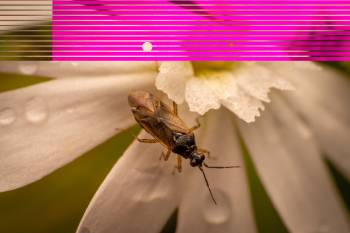 Common Nettle Flower Bug