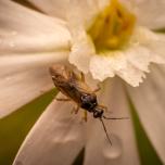 Common Nettle Flower Bug