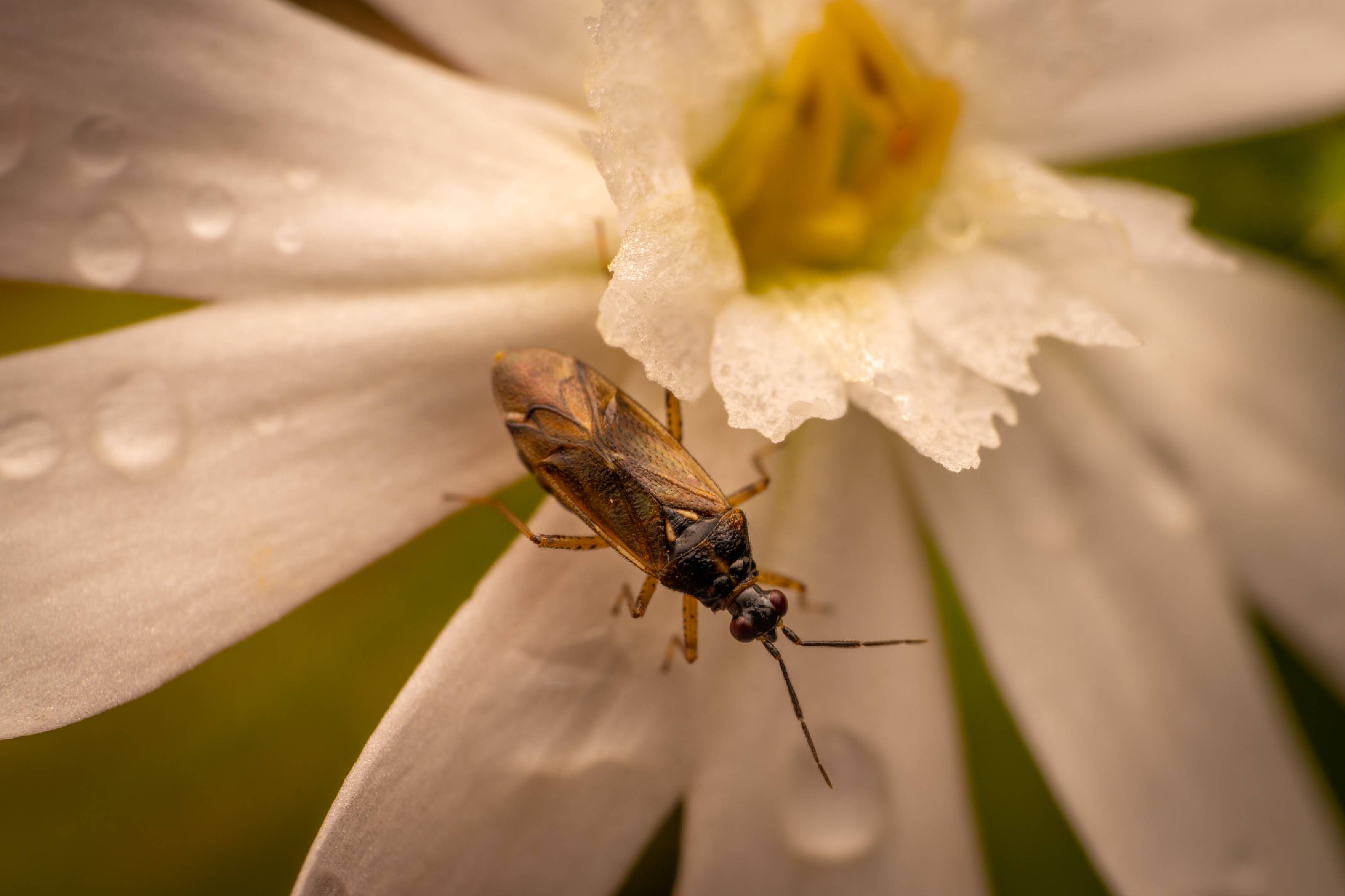 Common Nettle Flower Bug