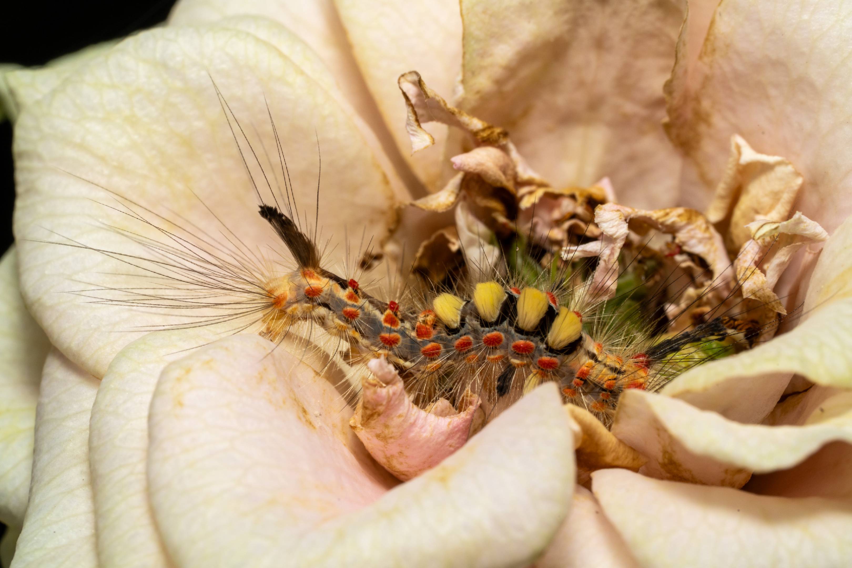 Spongy Moth