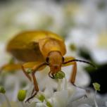 Sulphur Beetle