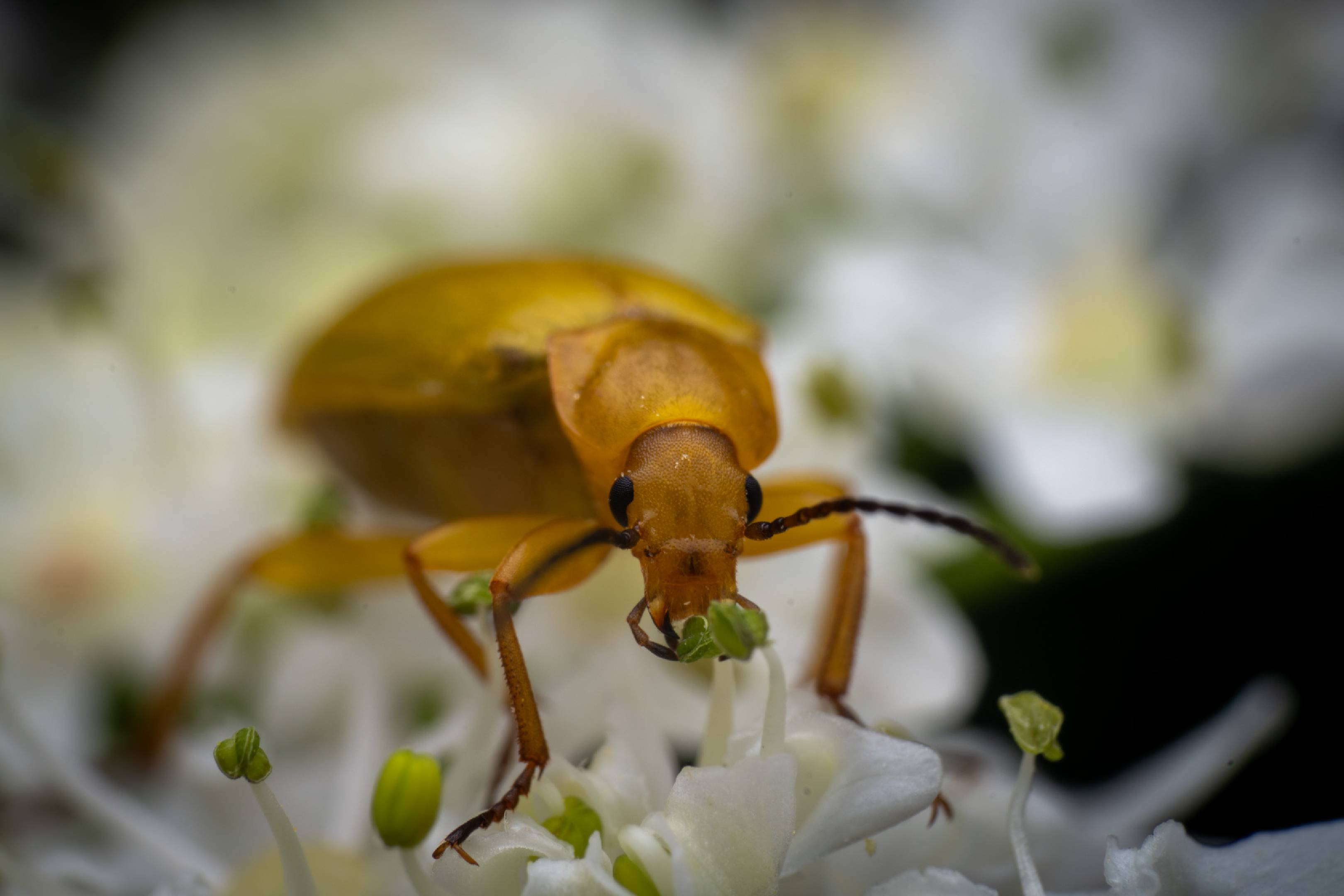 Sulphur Beetle