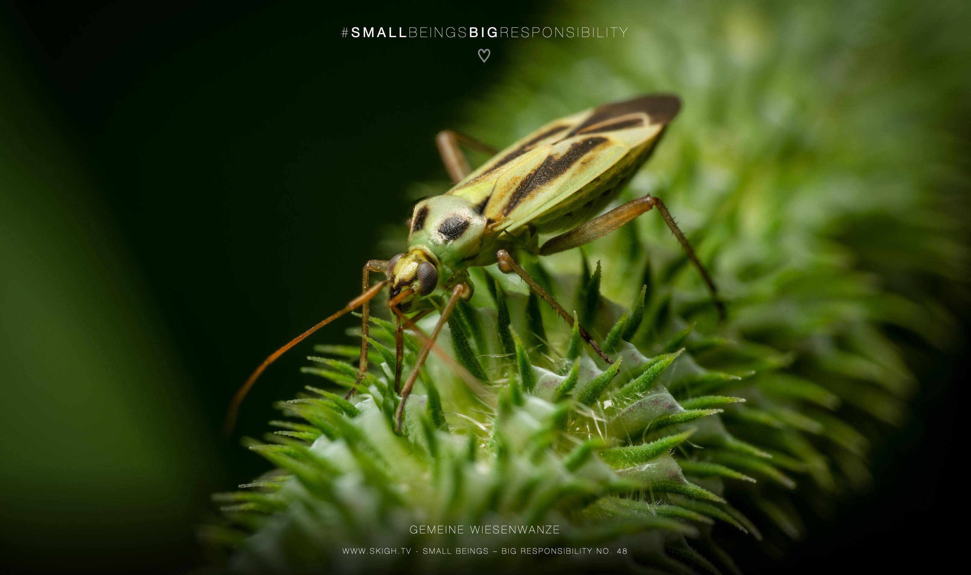 Gemeine Wiesenwanze | 1/160s * f13 * ISO 100 * 90mm - FE 90mm F2.8 Macro G OSS - Sony α7R III Gemeine Wiesenwanze