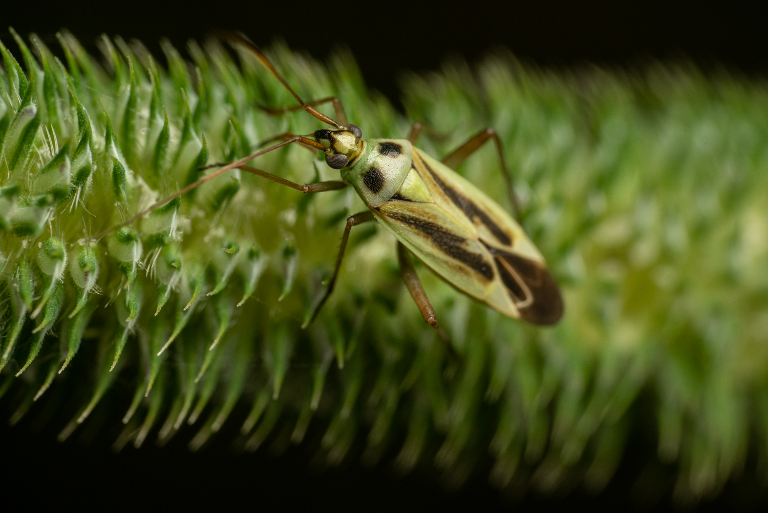 Gemeine Wiesenwanze