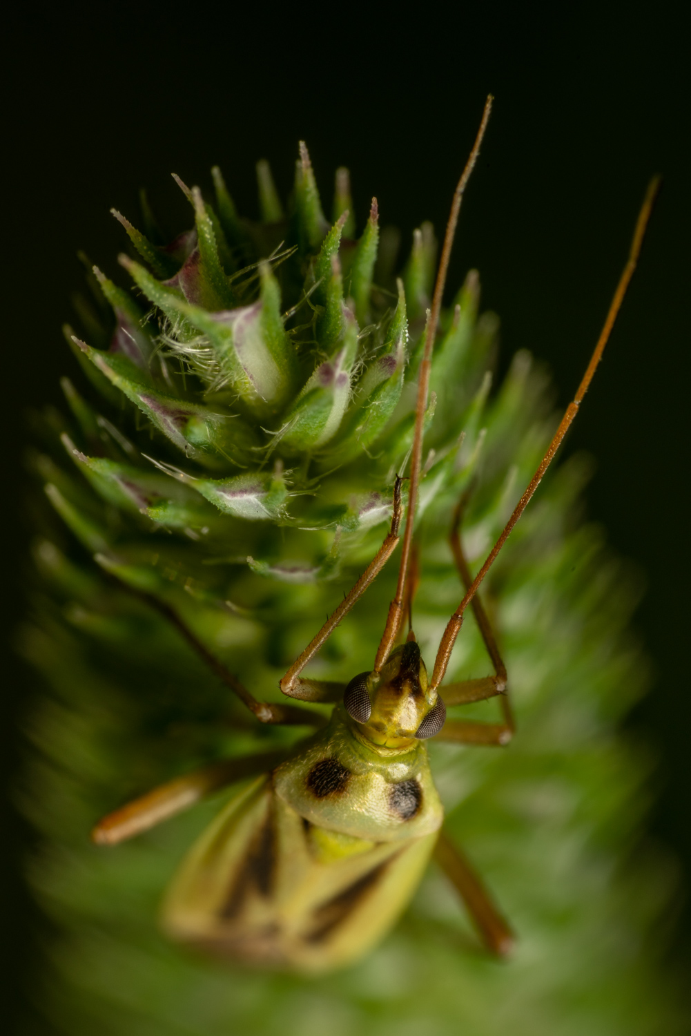 Gemeine Wiesenwanze