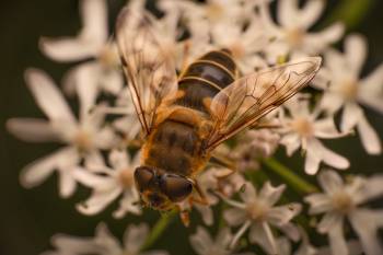 Tapered Drone Fly | Tapered Drone Fly