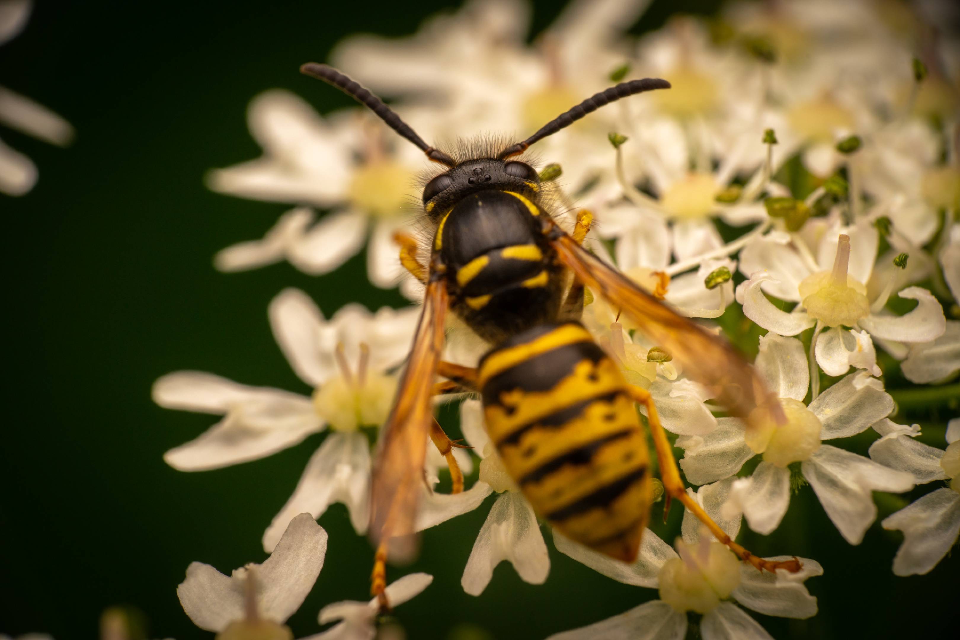Tree Wasp