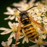 Saxon Wasp