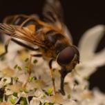 Tapered Drone Fly