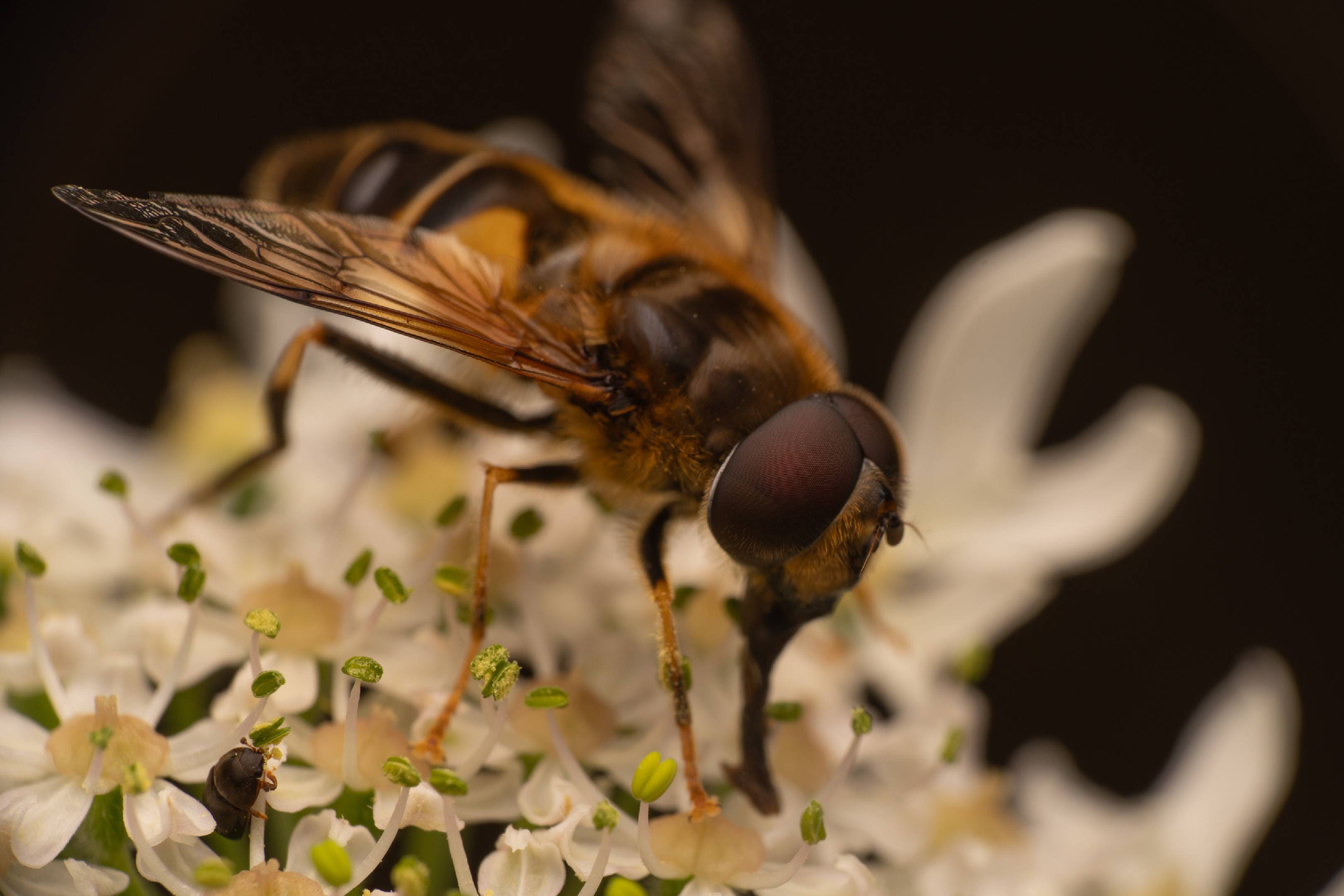 Tapered Drone Fly