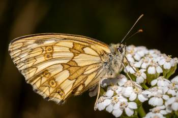Marbled White | Marbled White