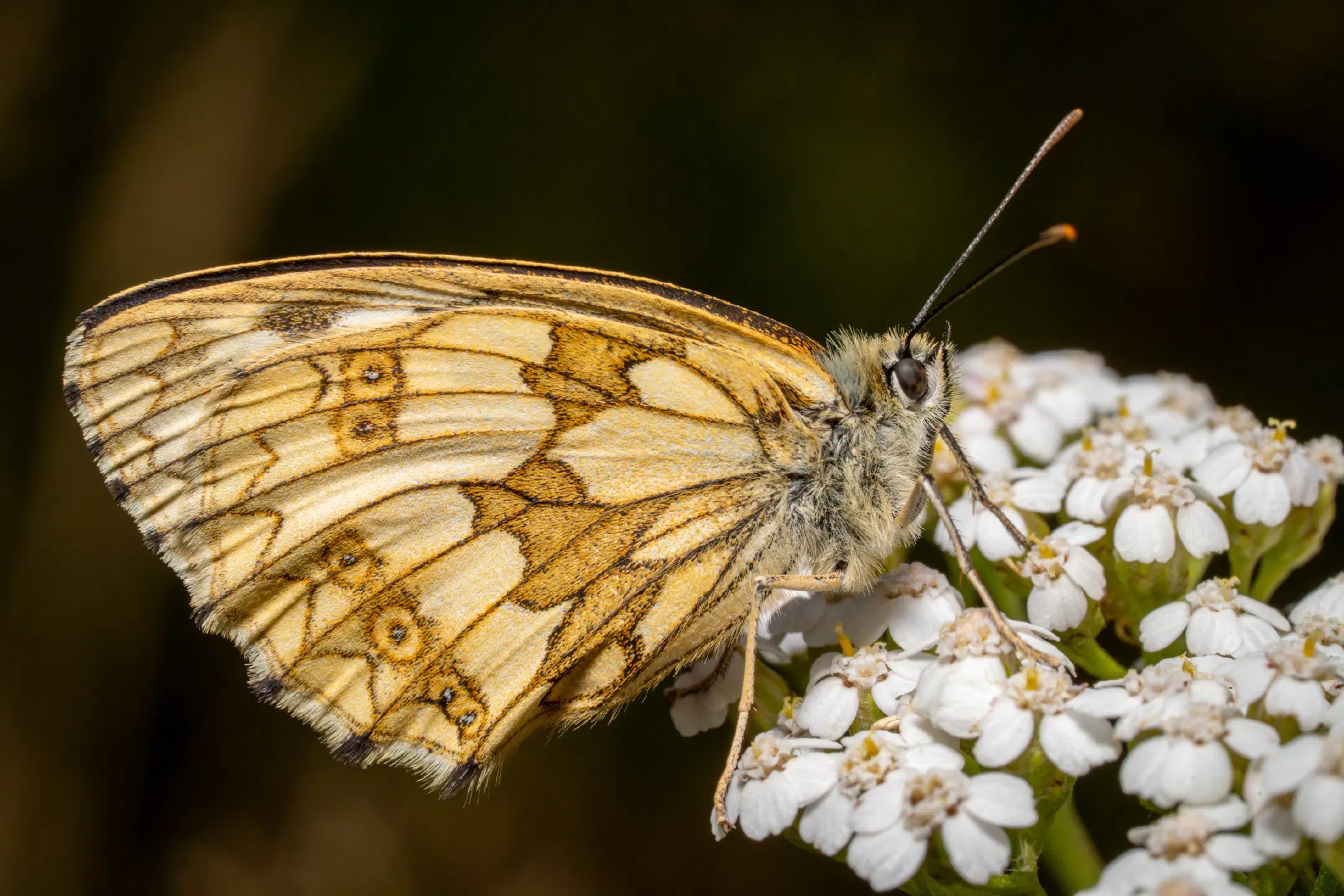 Marbled White