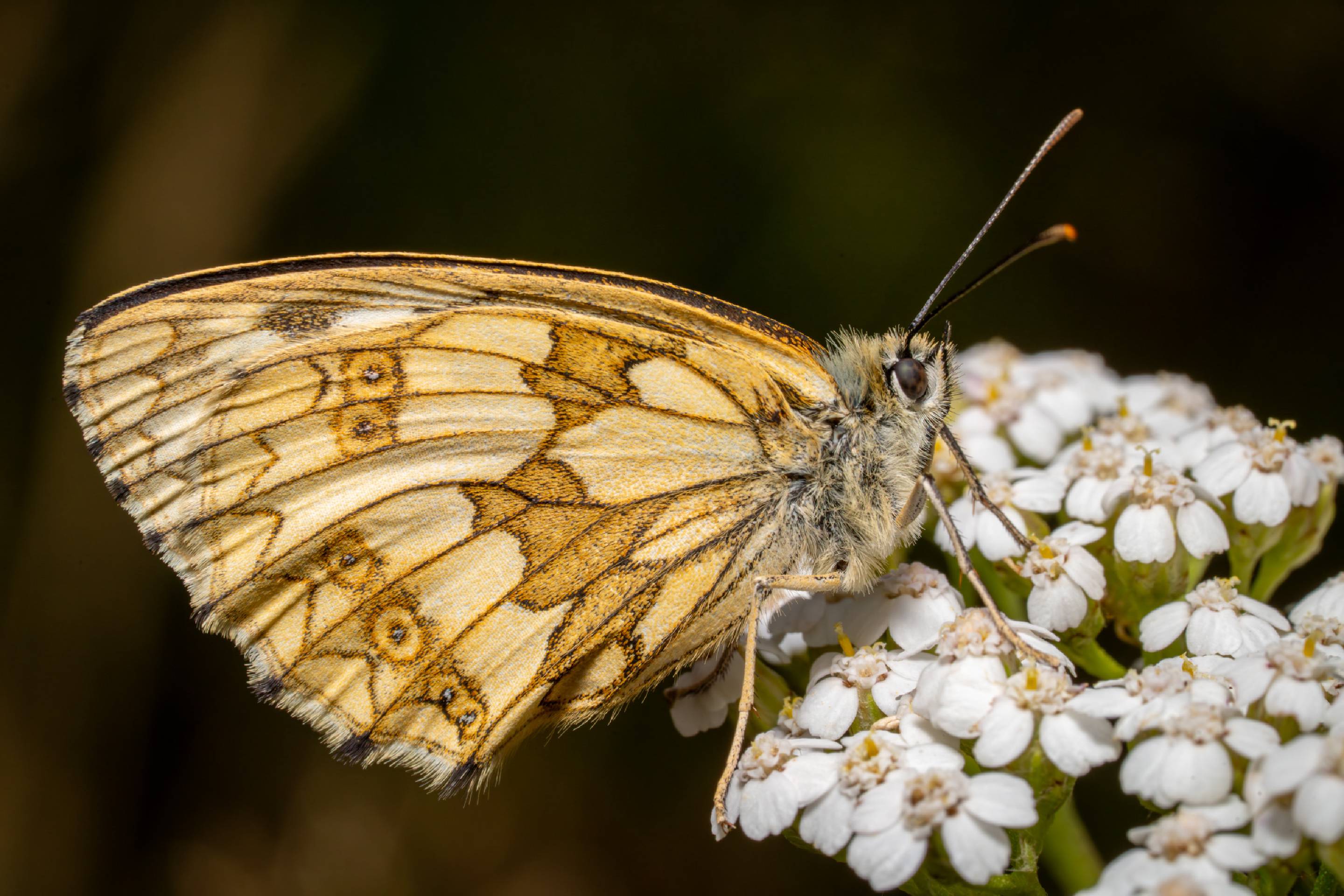 Marbled White