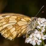 Marbled White