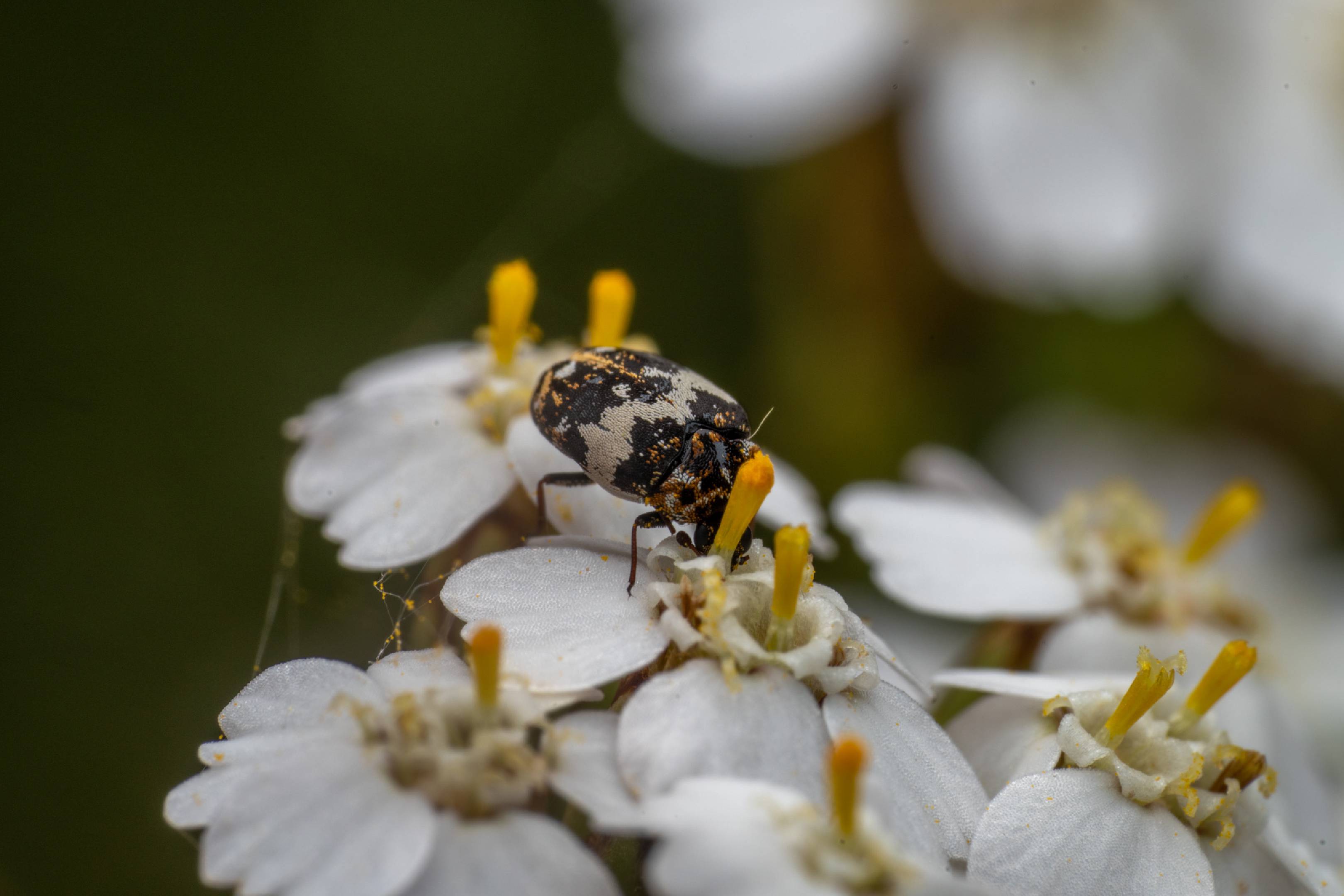 Common Carpet Beetle