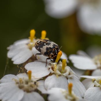 Common Carpet Beetle