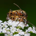 Oedemera virescens